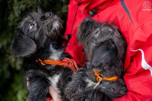 LÓC a kis tacsikeverék gazdira vár - kép 11
