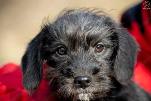 LÓC a kis tacsikeverék gazdira vár - kép 5