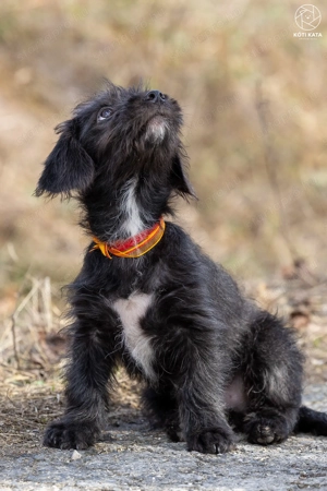 LÓC a kis tacsikeverék gazdira vár - kép 8