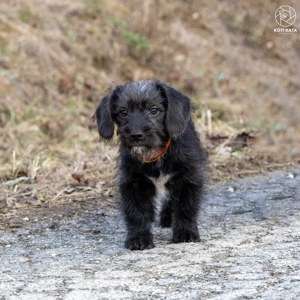 LÓC a kis tacsikeverék gazdira vár - kép 9