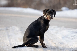 ABU a gyönyörű kamasz gazdát keres - kép 7