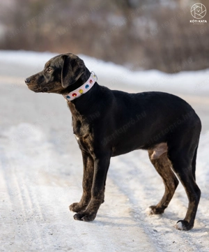 ABU a gyönyörű kamasz gazdát keres - kép 9