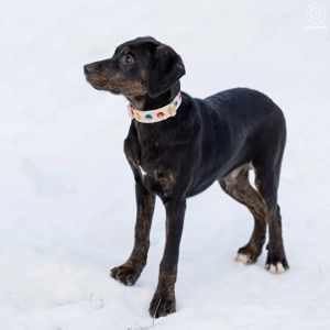 ABU a gyönyörű kamasz gazdát keres - kép 2