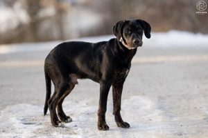 ABU a gyönyörű kamasz gazdát keres - kép 8