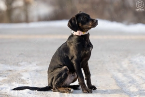 ABU a gyönyörű kamasz gazdát keres - kép 6