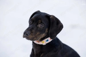 ABU a gyönyörű kamasz gazdát keres - kép 4