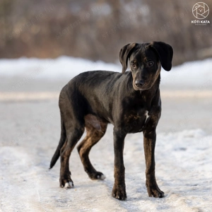 ABU a gyönyörű kamasz gazdát keres - kép 10