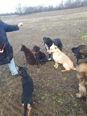 ABU a gyönyörű kamasz gazdát keres - kép 11