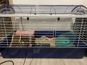 Afrikai Fehérhasú Törpesün  - kép 3