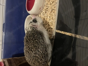 Afrikai Fehérhasú Törpesün  - kép 4