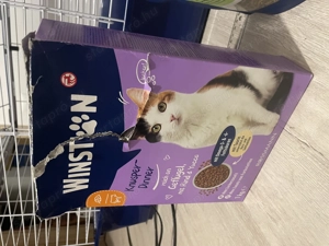 Afrikai Fehérhasú Törpesün  - kép 5