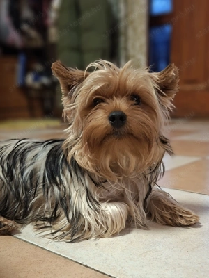 Colorful Yorkshire Terrier
