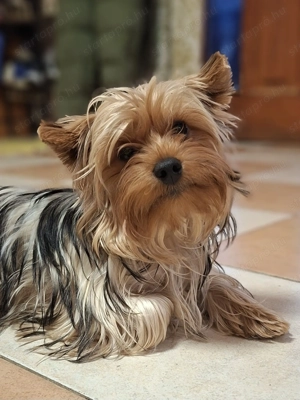 Colorful Yorkshire Terrier - kép 2