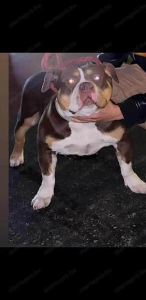 Amerikai Bully szukák