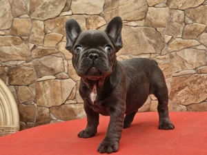 Franciabulldog - kép 3