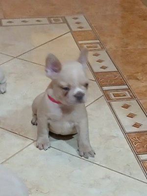 Franciabulldog - kép 7