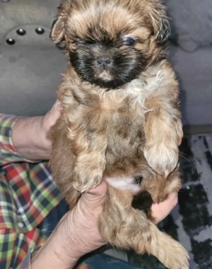 Shih tzu kiskutyák  - kép 2