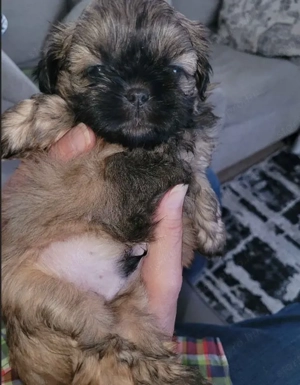 Shih tzu kiskutyák  - kép 3