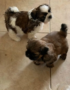 Shih tzu kiskutyák  - kép 4