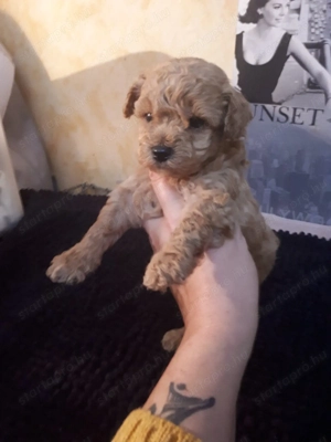 Toy méretű fajtiszta uszkár kuslányok és kisfiúk eladóak - kép 3