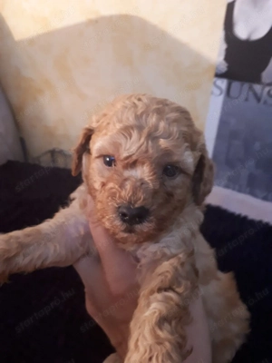 Toy méretű fajtiszta uszkár kuslányok és kisfiúk eladóak - kép 4