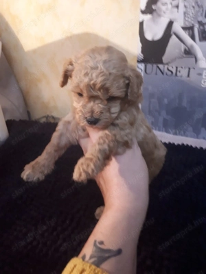 Toy méretű fajtiszta uszkár kuslányok és kisfiúk eladóak - kép 2