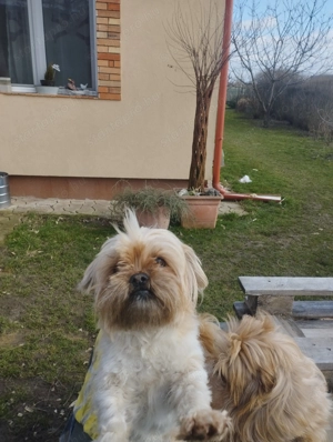 Sí cu jellegű kutyus - kép 5