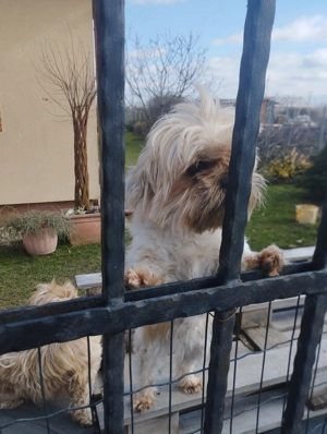 Sí cu jellegű kutyus - kép 3