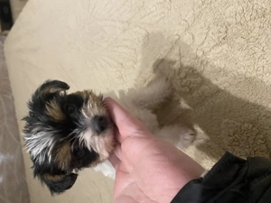 Biewer yorki kislány 