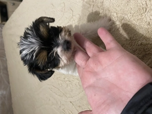 Biewer yorki kislány  - kép 3