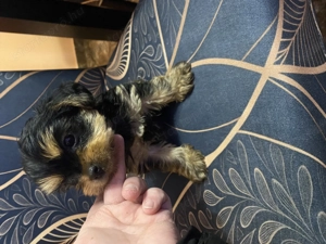 Yorki lány gazdit keres  - kép 3