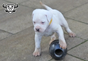 Minőségi amerikai bulldog kölykök - kép 3