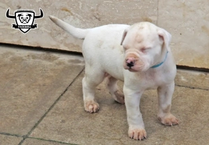 Minőségi amerikai bulldog kölykök - kép 2