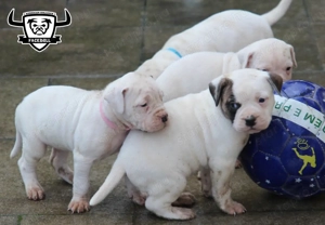 Minőségi amerikai bulldog kölykök - kép 5