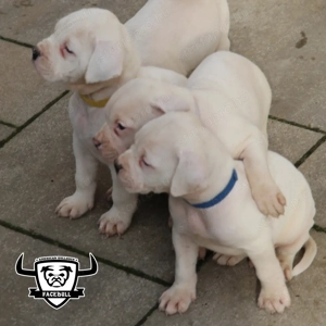 Minőségi amerikai bulldog kölykök - kép 4