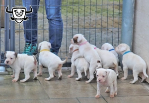 Minőségi amerikai bulldog kölykök - kép 7