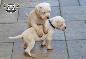 Minőségi amerikai bulldog kölykök - kép 6