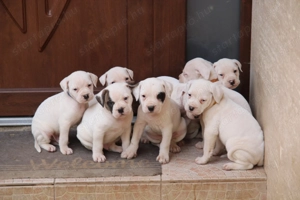 Minőségi amerikai bulldog kölykök - kép 8