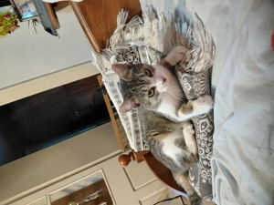 Panka cica gazdára vár - kép 2