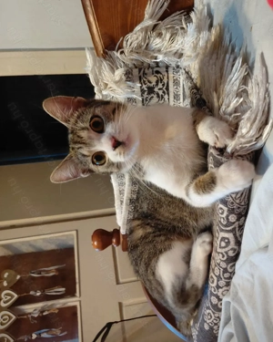 Panka cica gazdára vár - kép 4