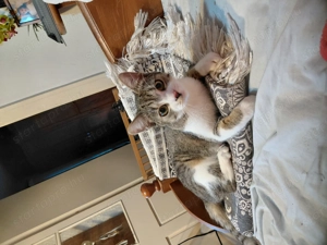 Panka cica gazdára vár - kép 3