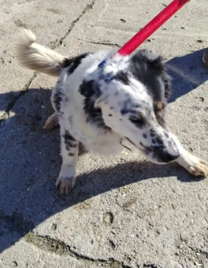 A jászladányi gyepmesteri telep gazdakeresői sos - kép 6