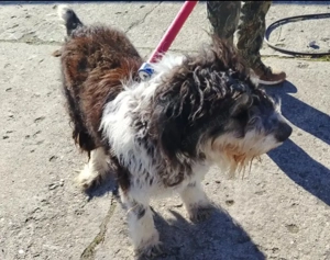 A jászladányi gyepmesteri telep gazdakeresői sos - kép 4