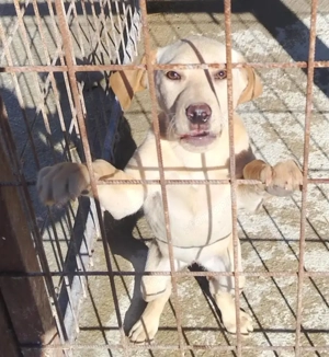 A jászladányi gyepmesteri telep gazdakeresői sos - kép 2