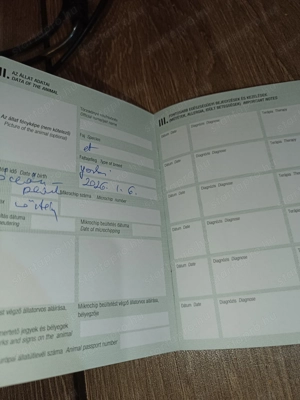 Már csak egy kislány keres gazdit  - kép 5