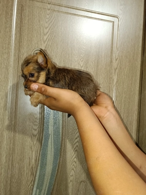 Már csak egy kislány keres gazdit  - kép 4