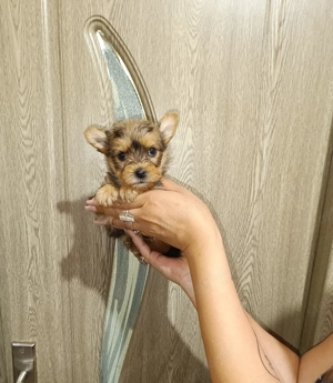 Már csak egy kislány keres gazdit  - kép 2