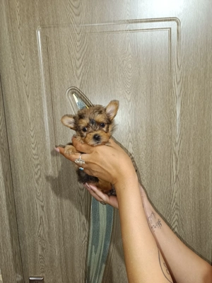 Már csak egy kislány keres gazdit  - kép 3