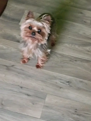 Már csak egy kislány keres gazdit  - kép 6