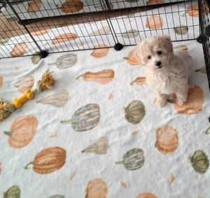 Maltipoo fajtatiszta jellegű kan kiskutyák - kép 5